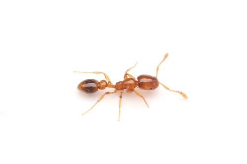 Solenopsis globulariaSolenopsis globularia