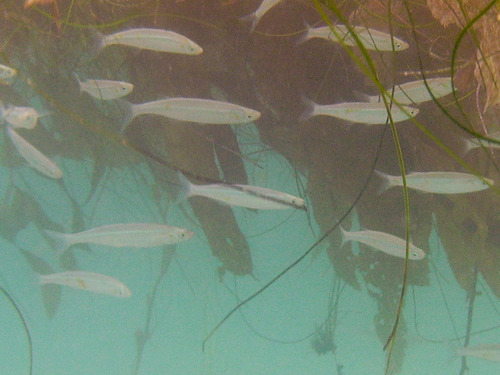 Topsmelt Silverside