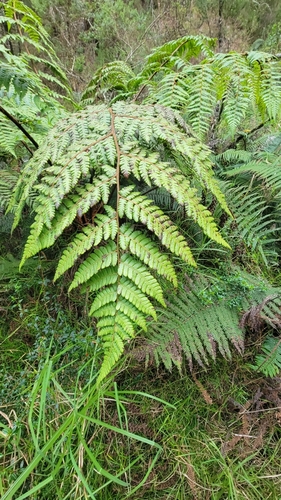 Cyathea harrisii