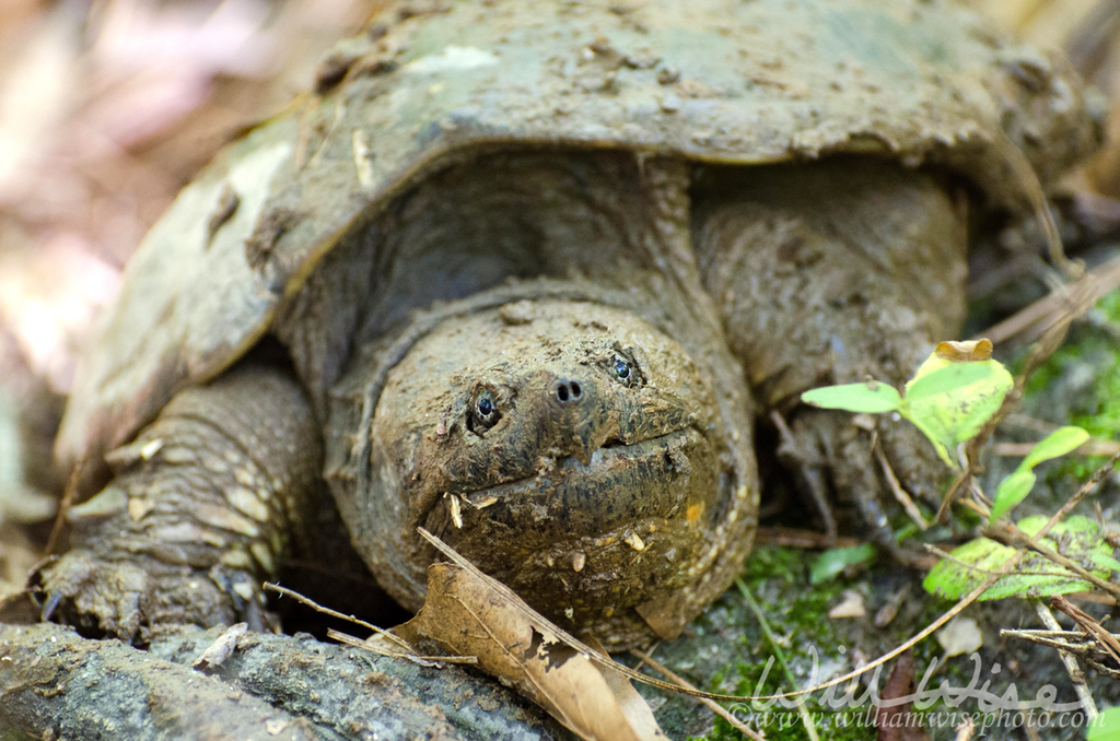 Snapping Turtle