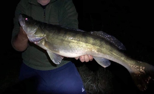 Zander