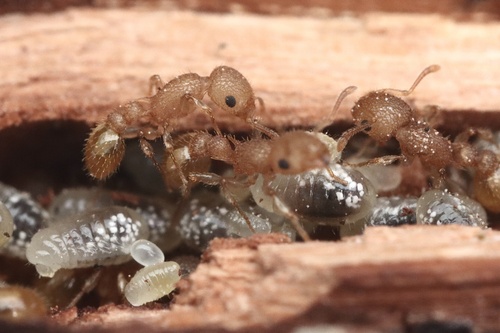 Temnothorax allardyceiTemnothorax allardycei