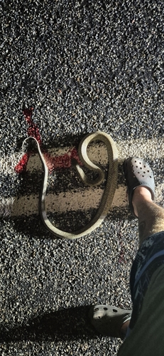 Mulga Snake sighting