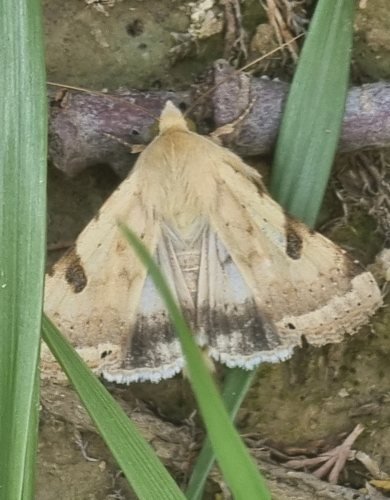 The Bordered Straw