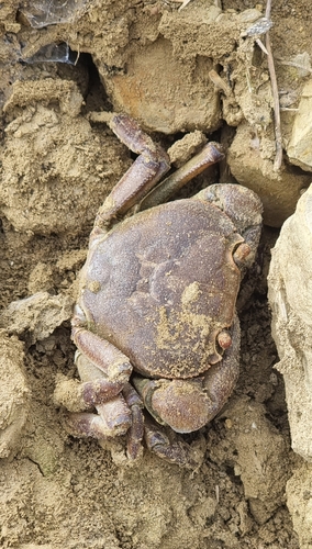 Algerian Freshwater Crab