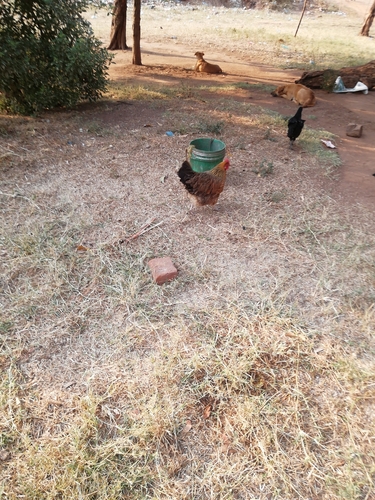 Domestic Chicken