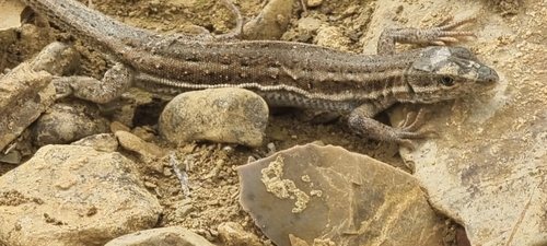 Olivier's Sand Lizard