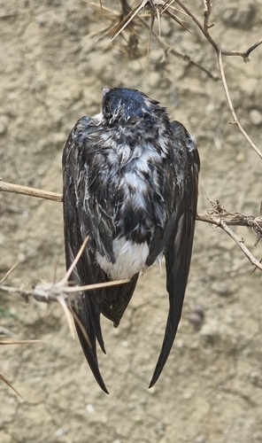 Western House Martin