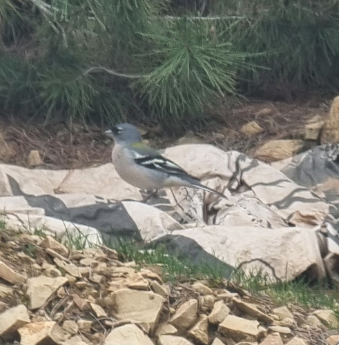 African Chaffinch