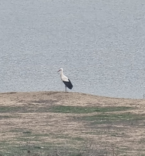 European White Stork