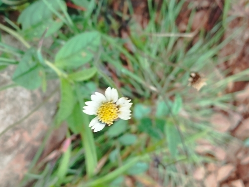 Tridax Daisy