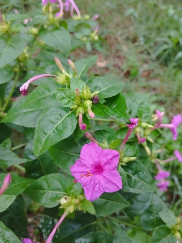 marvel of Peru