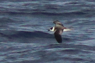 Vanuatu Petrel (Pterodroma occulta) photo