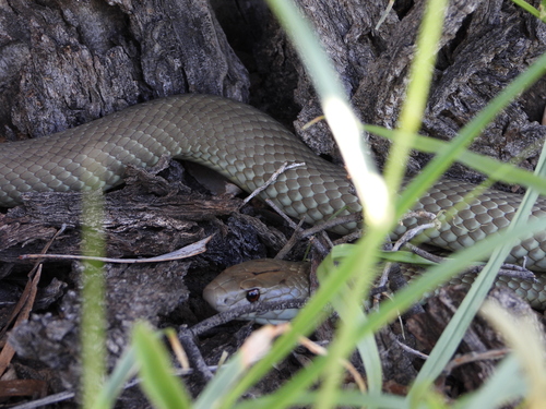 Mulga Snake sighting