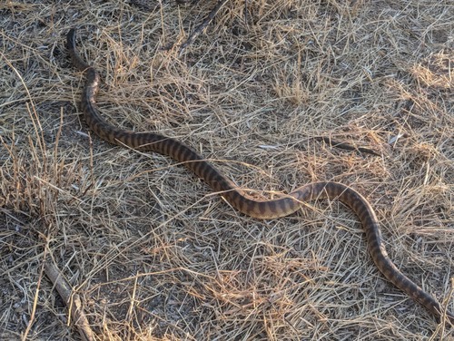 Black-headed Python sighting