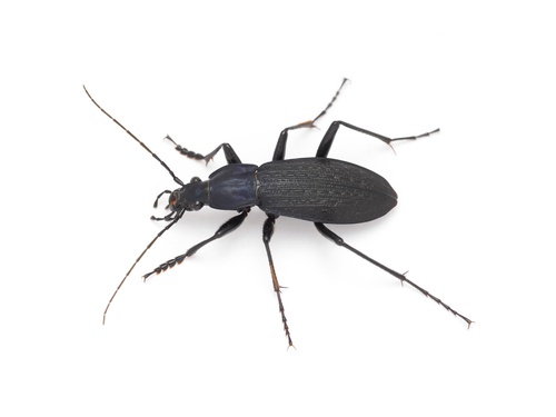 Carabus porrecticollis