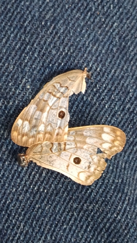 White Peacock