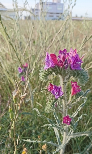 Narrow-leaved Viper's-bugloss