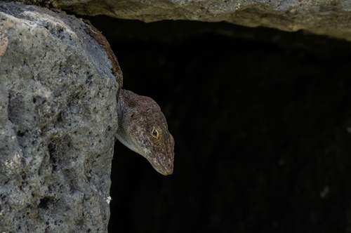 Anolis nubilus