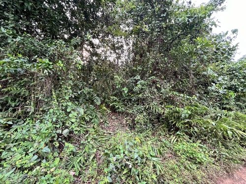 Forest Elephant