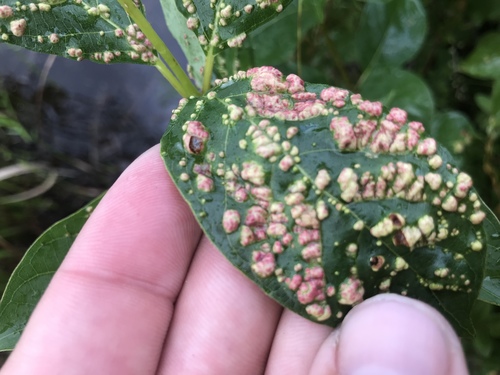 Buttonbush Mite