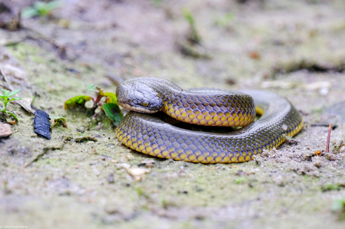 Murphy's Mud Snake