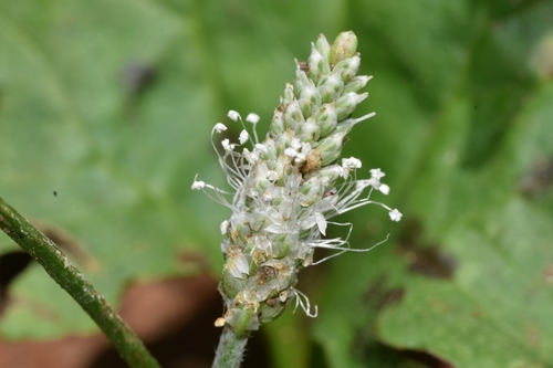 Plantago palmata