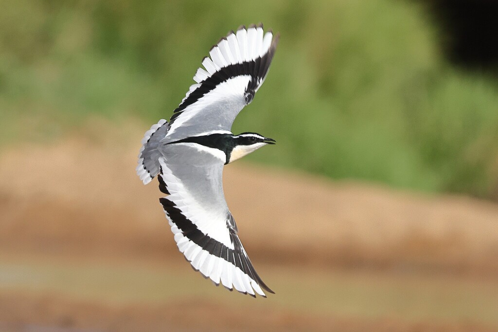 Egyptian Plover photo