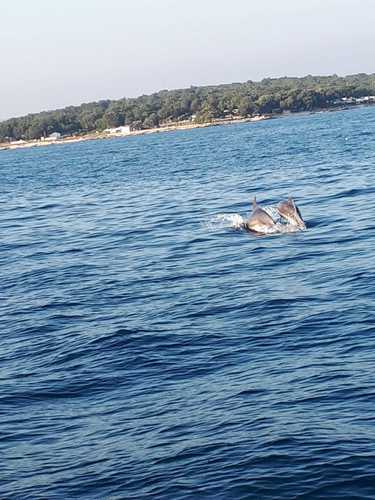 Dobri dupin (Tursiops truncatus)