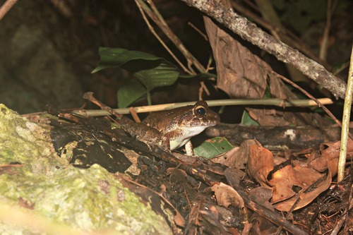 Berkenbusch's Robber Frog