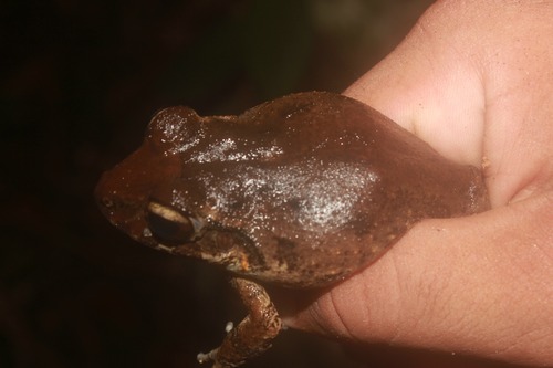 Berkenbusch's Robber Frog