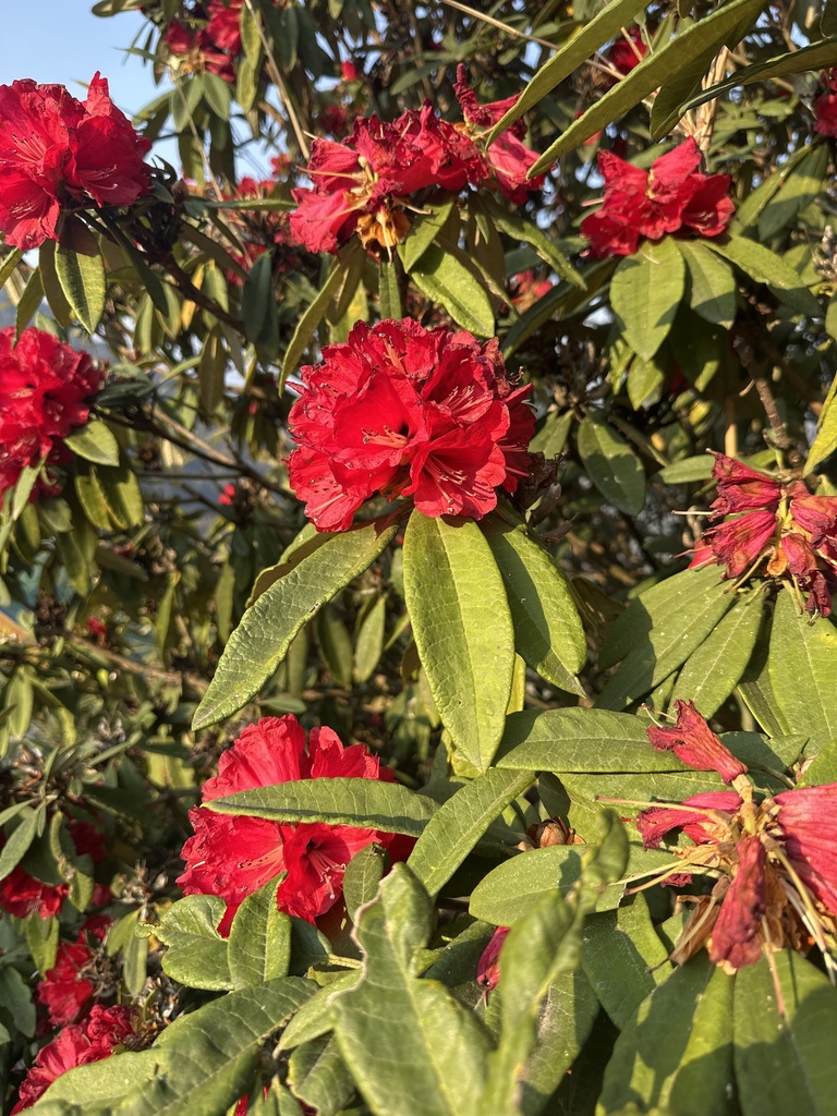 Tree Rhododendron (Rhododendron arboreum)  iNaturalist