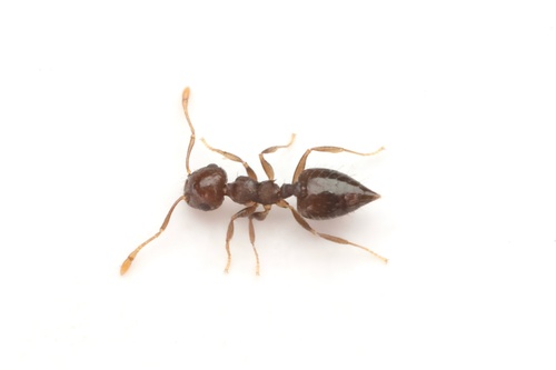 Crematogaster obscuraCrematogaster obscura