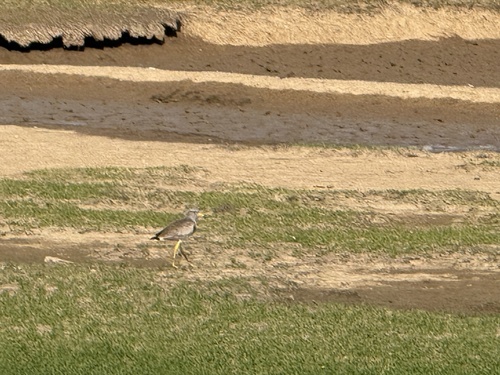 Grey-headed Lapwing