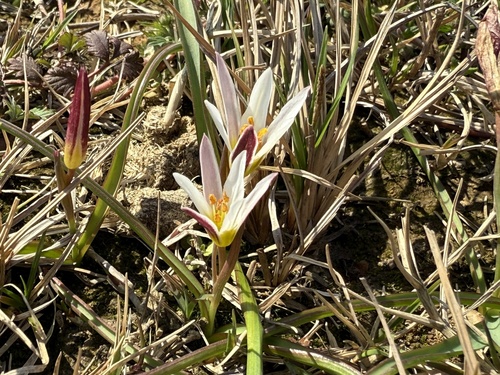 Amana edulis