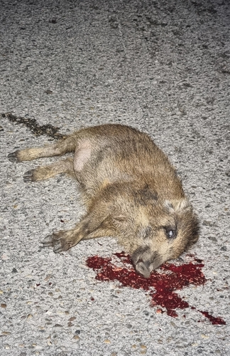 Wild Boar