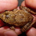 Beddomes Leaping Frog - Photo (c) Benjamin Tapley, all rights reserved, uploaded by Benjamin Tapley