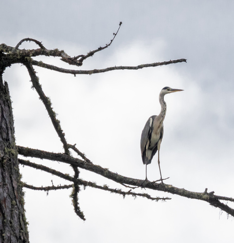 Grey Heron