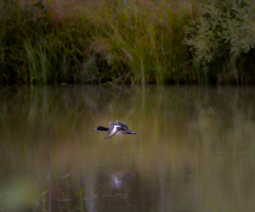 Tufted Duck