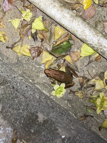 Guenther's Frog