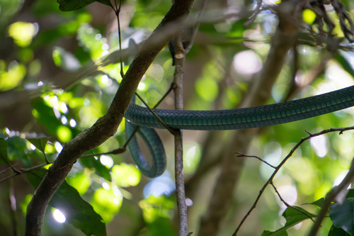 Common Tree Snake sighting