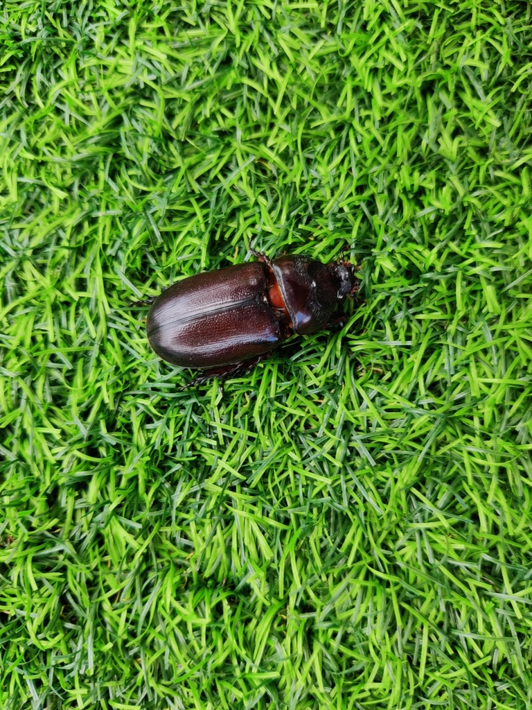 African Rhinoceros Beetle from Barra da Kwanza, Belas, Angola on March ...