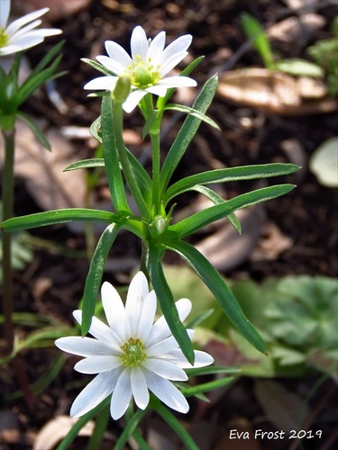Anemone edwardsiana var. edwardsiana