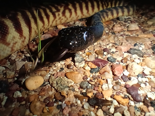 Black-headed Python sighting