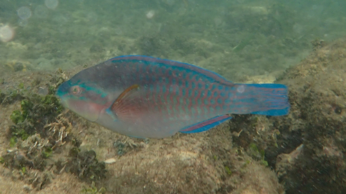 Striped Parrotfish