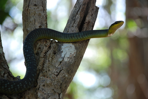 Common Tree Snake sighting