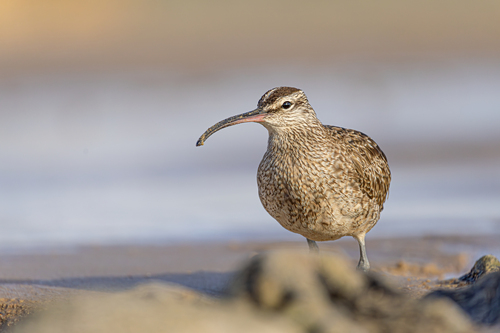 Whimbrel