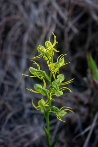 Habenaria setacea