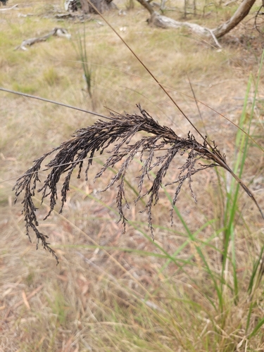 Gahnia radula
