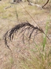 Thatch Saw-Sedge - Photo (c) Emily-jane Inglis, all rights reserved, uploaded by Emily-jane Inglis
